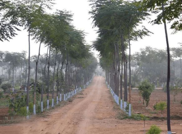 Land or Plots Near VIT Vellore