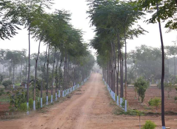 Land or Plots Near VIT Vellore